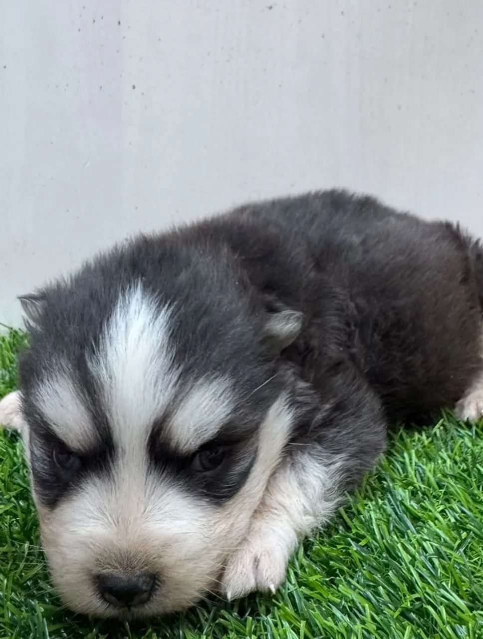 Husky siberiano  - Foto 5