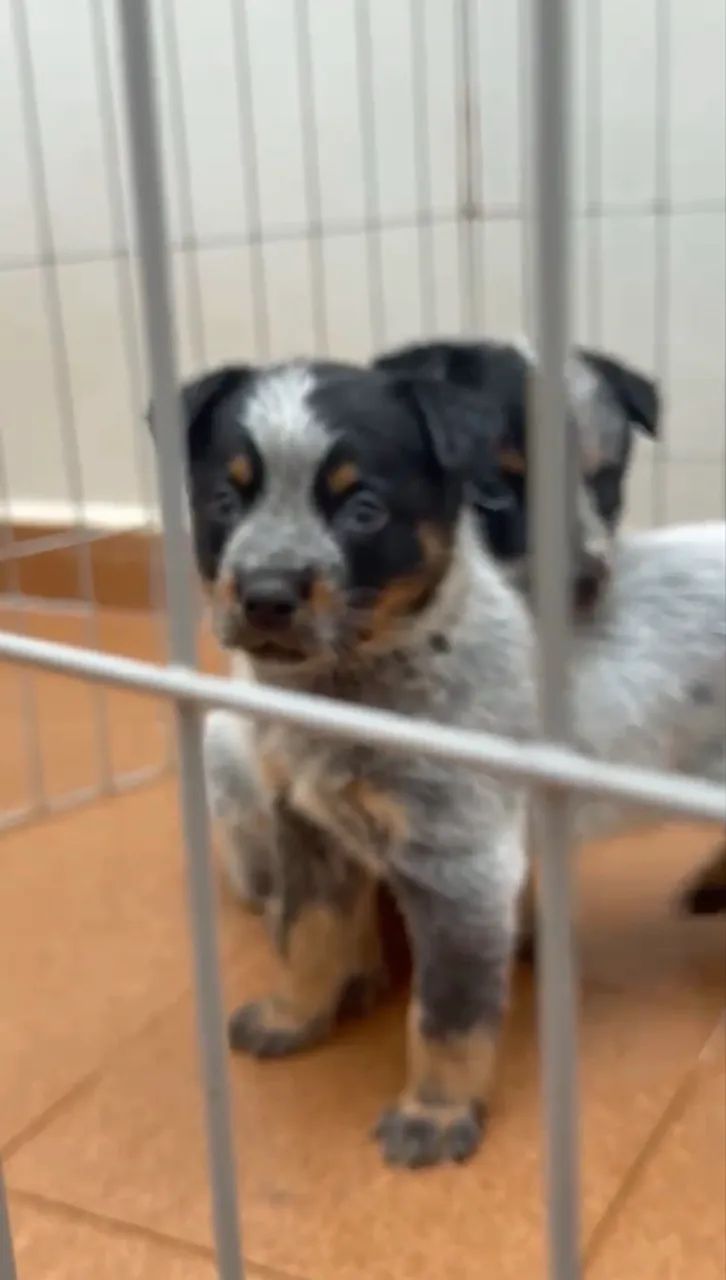 Fêmeas de Blue heeler - Foto 2