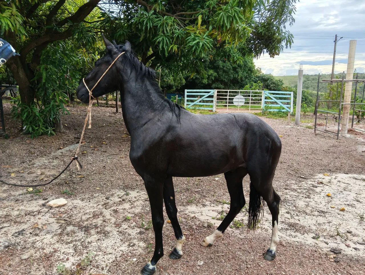 ? OPORTUNIDADE! Potro Manga larga ! Não tem reg<br>Vendo potro Mangalarga, marcha picada!<br><br> - Foto 3