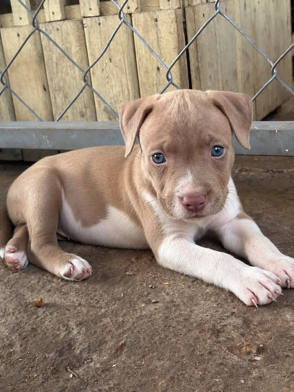 Vendo pitbull