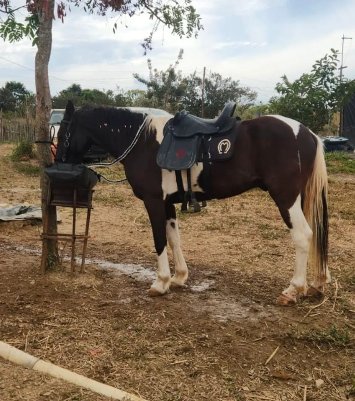 Cavalo