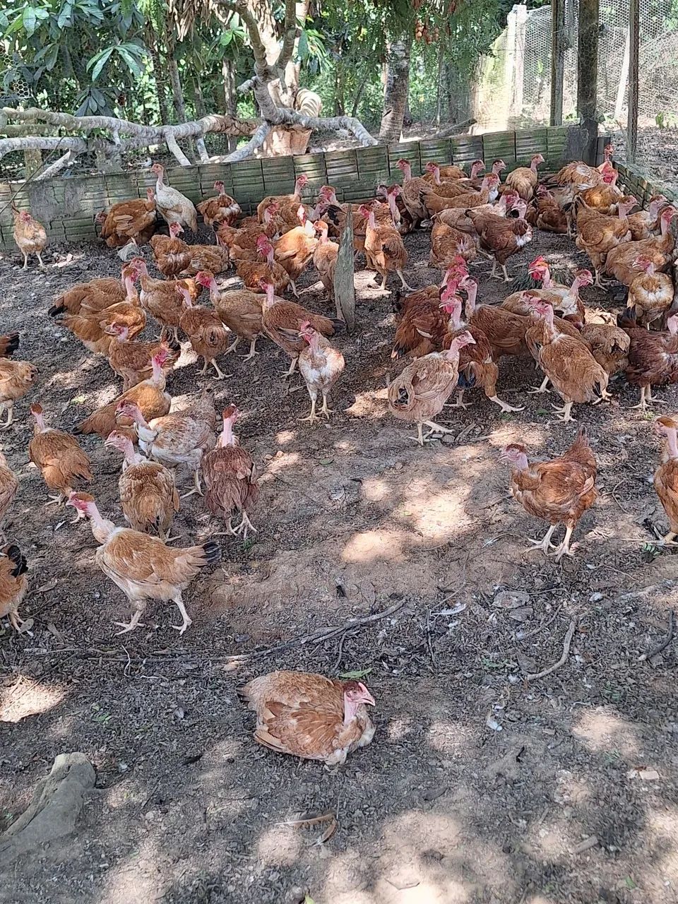 V/ Frangos e Frangas  - Foto 4
