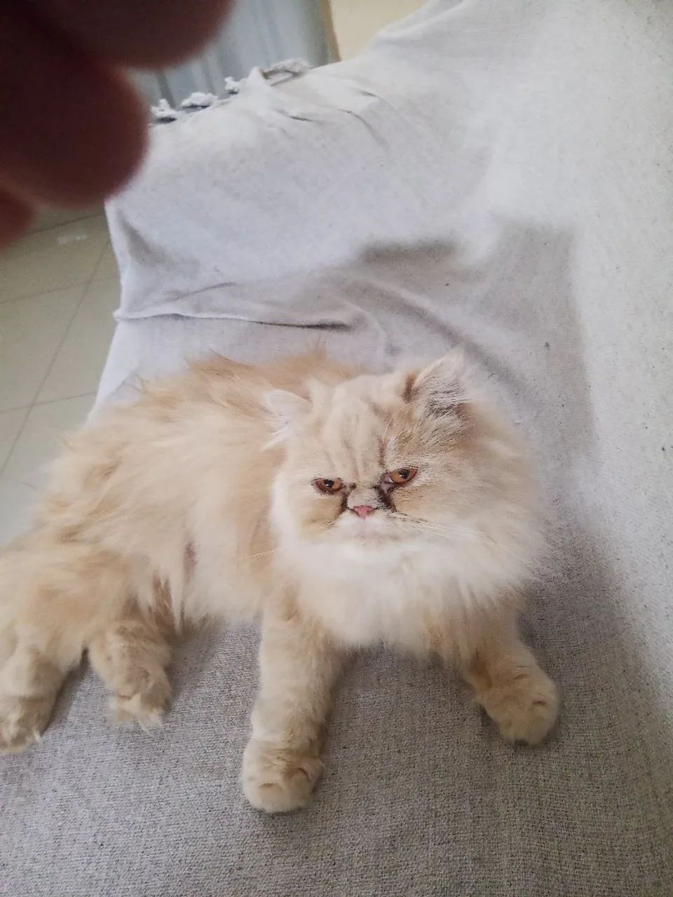 Gata Persa Show 