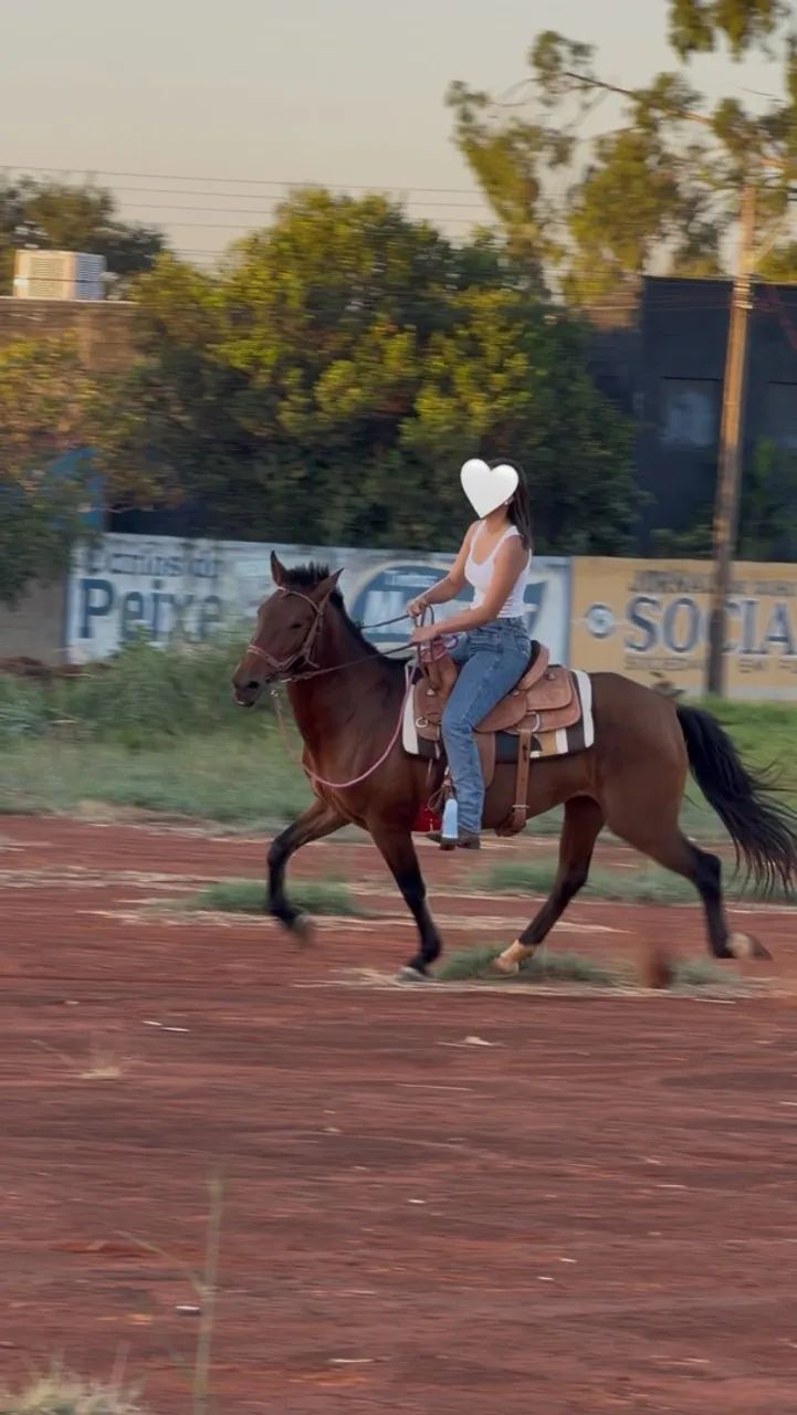 Égua machadeirinha  - Foto 5