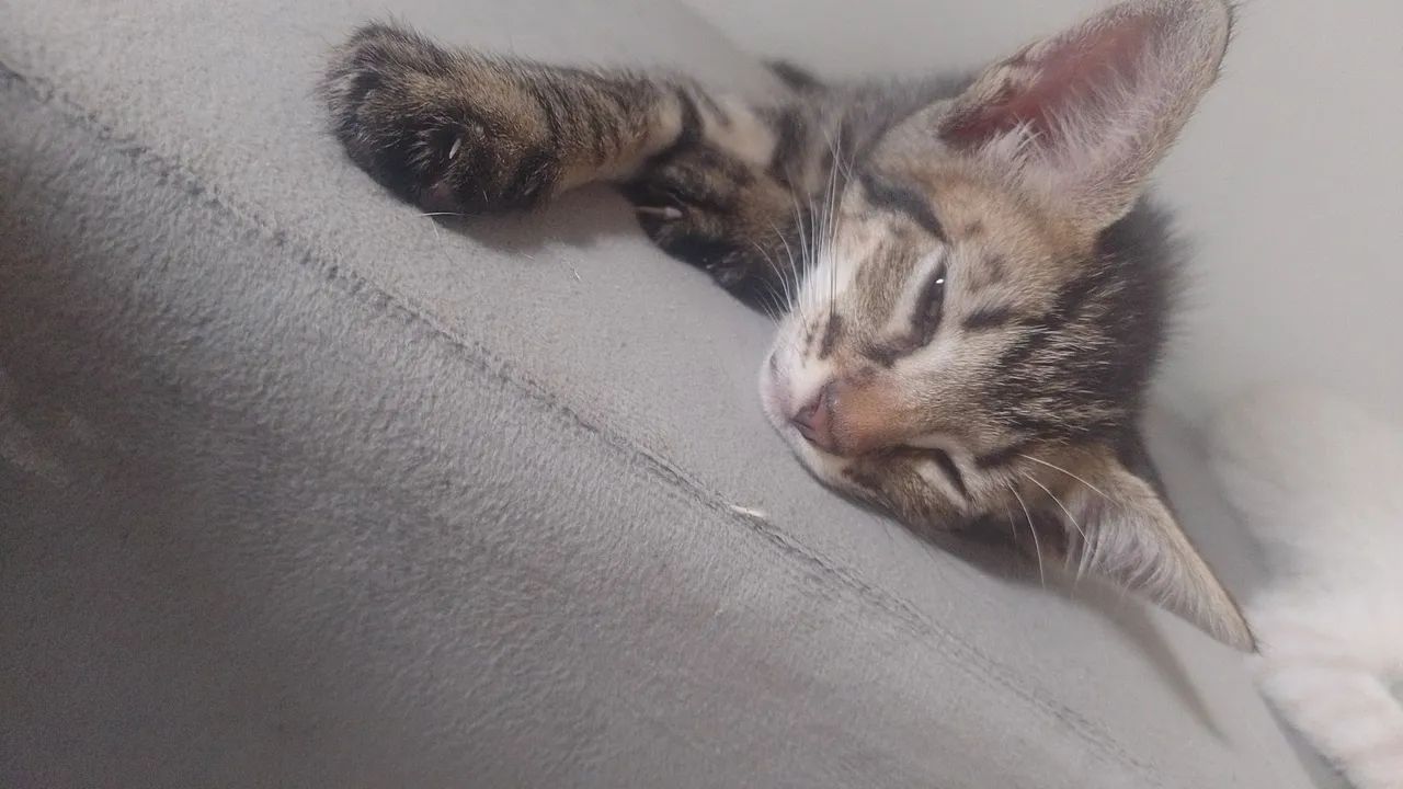 Doação de gatinhos - Foto 2