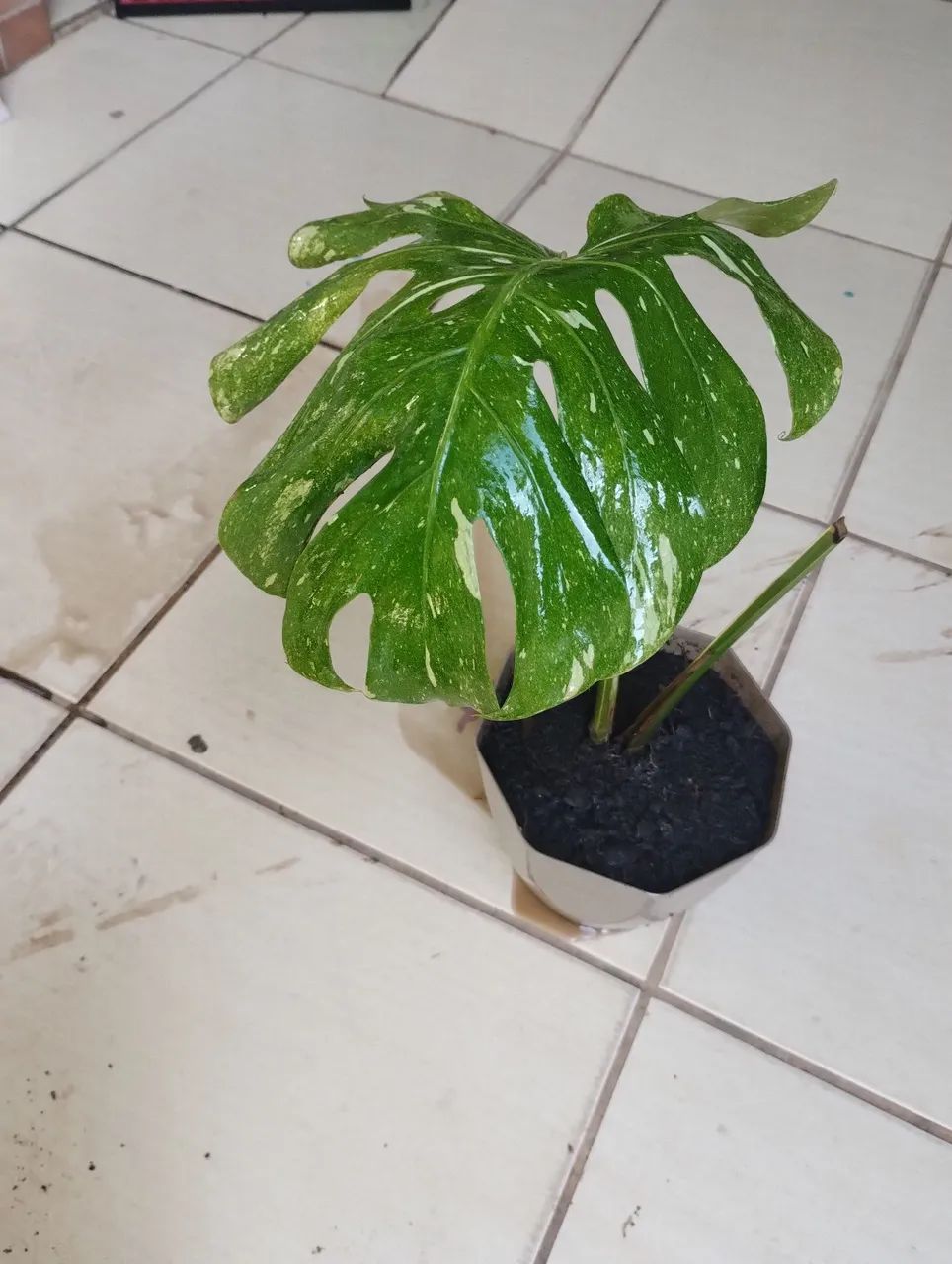 Monstera Thay constelation  - Foto 4