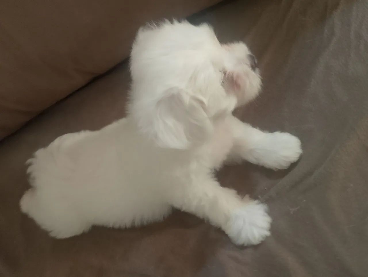 Cachorro shitzu macho branco