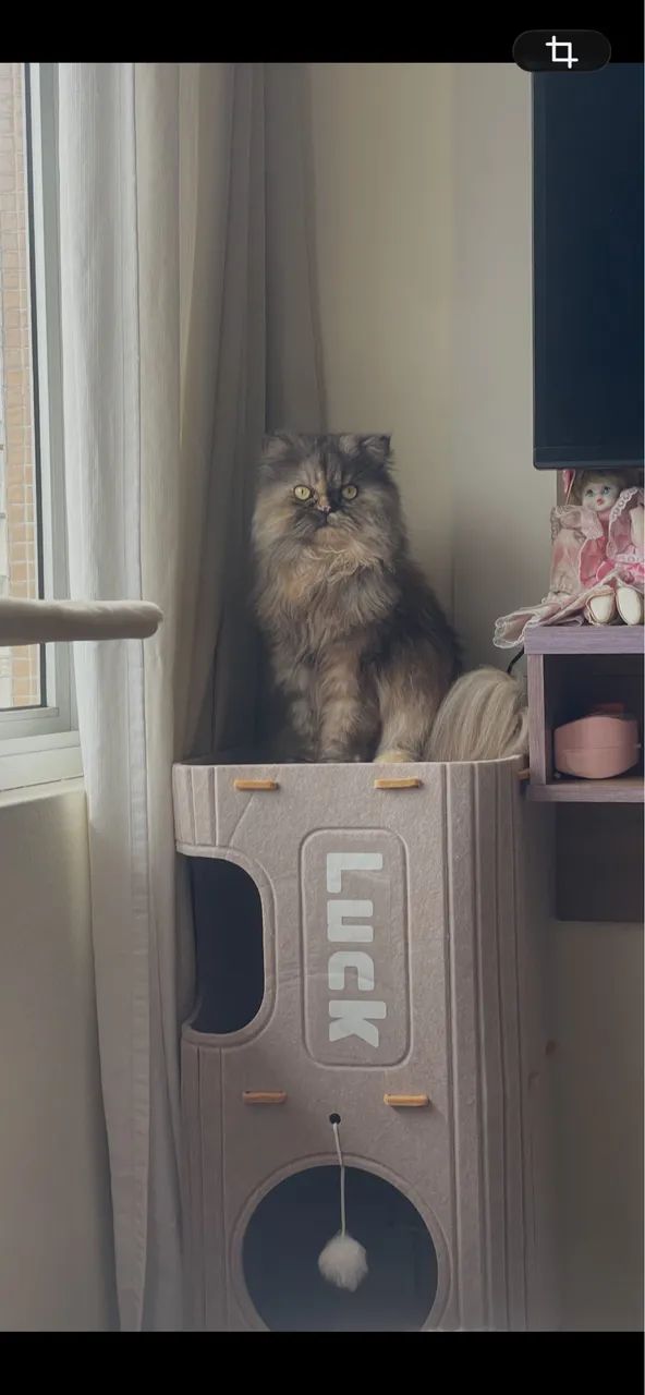 Torre arranhador para gatos  - Foto 2