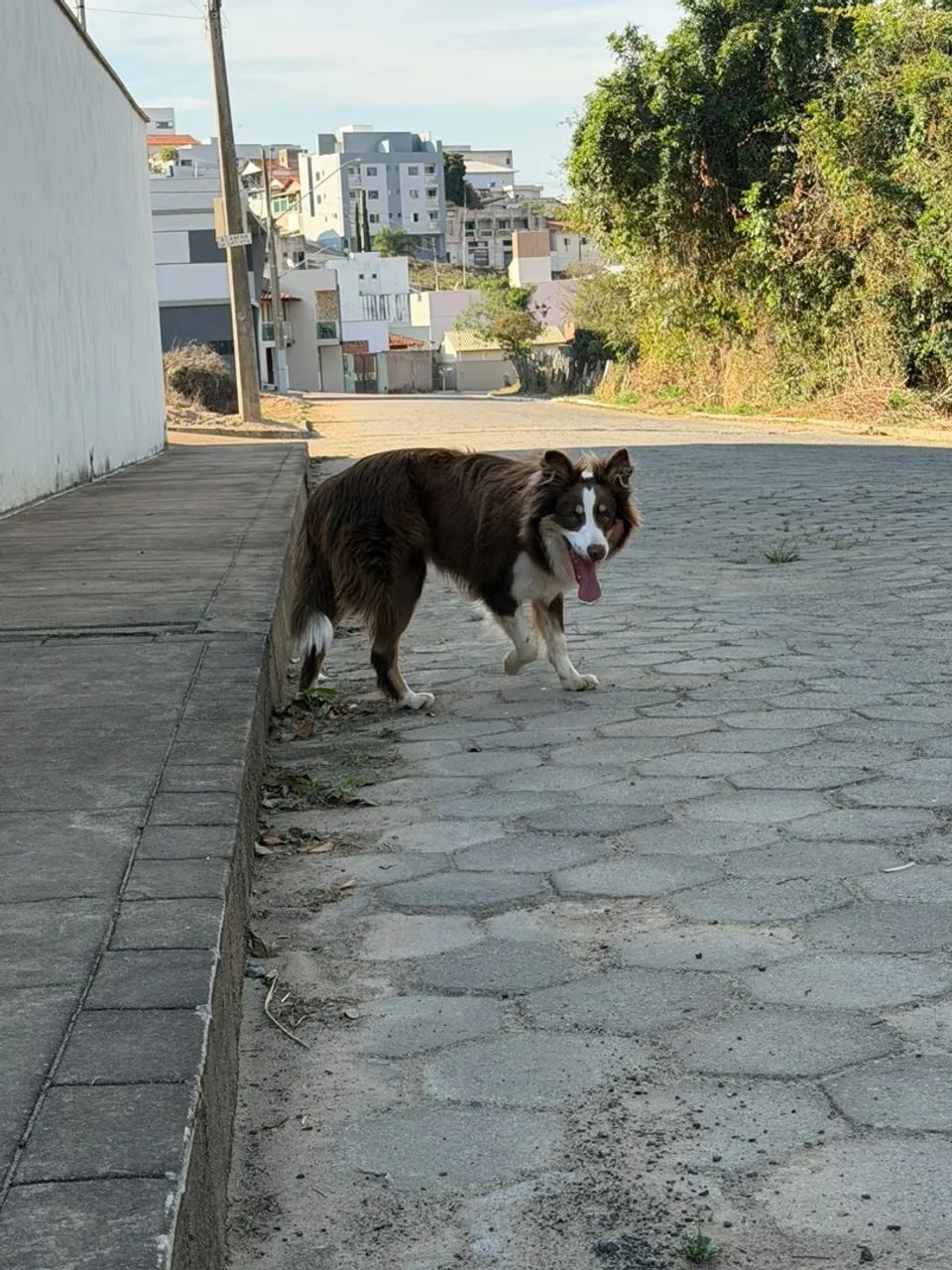 Cachorro  macho - Foto 3