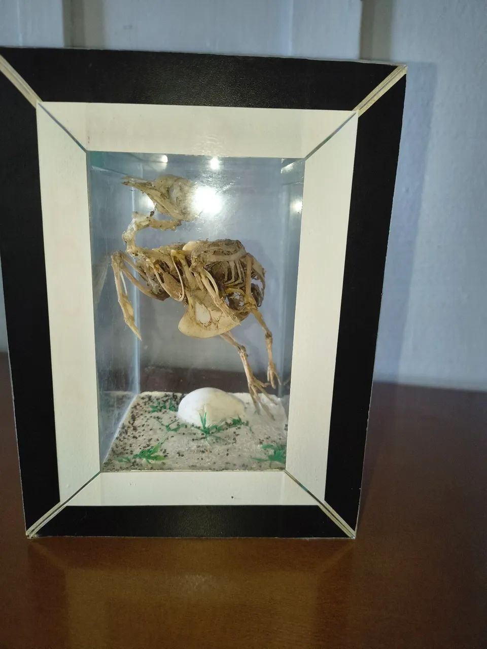 Vendo esqueleto de pássaro colecionador  - Foto 4