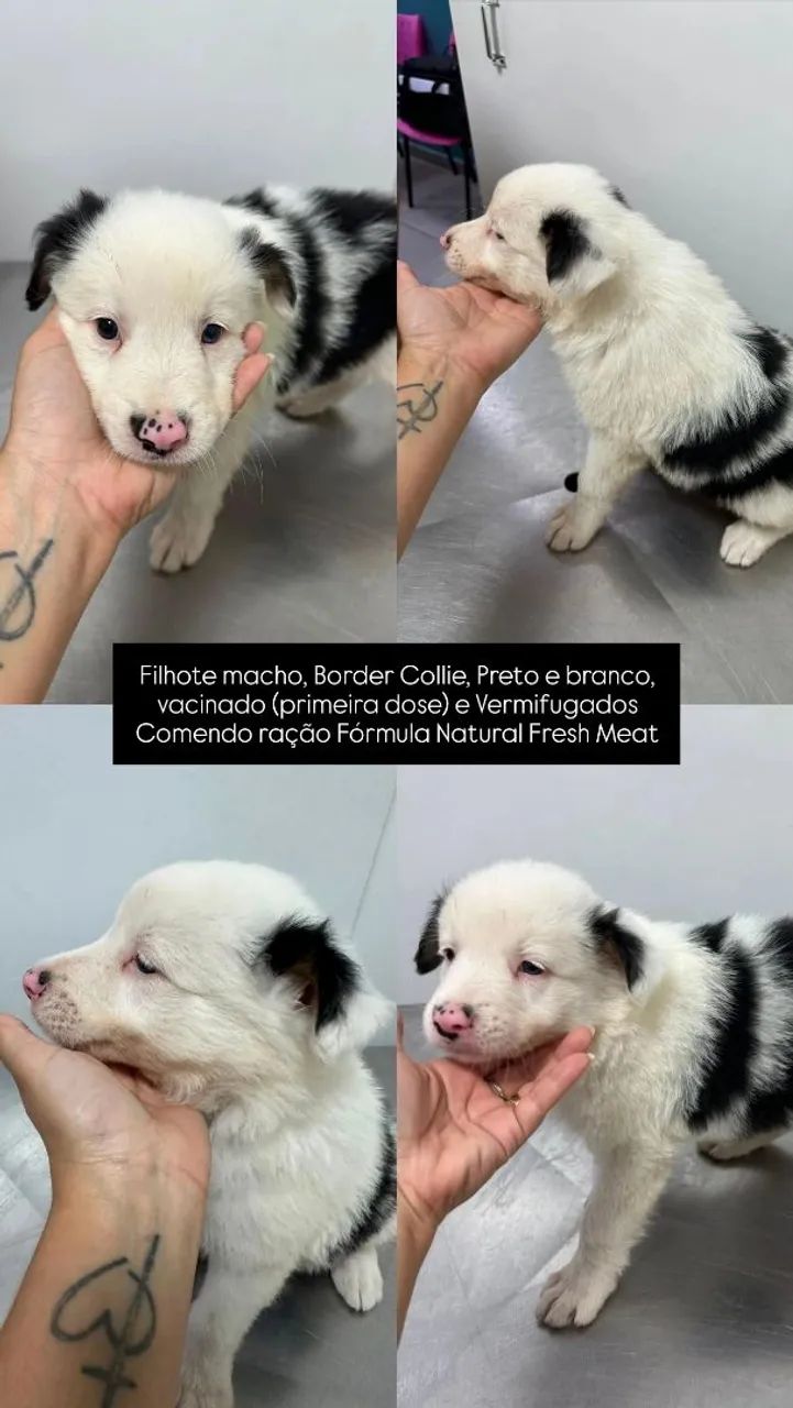 Border Collie Macho Preto e Branco - Foto 5