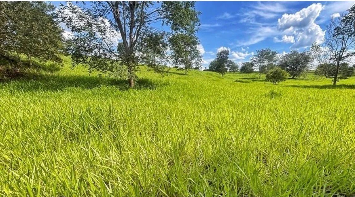Fazenda em santa vitória minas  - Foto 3