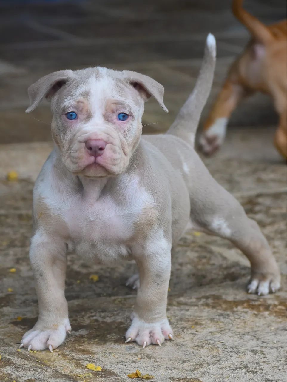 Pit Monster tri lilac merle 