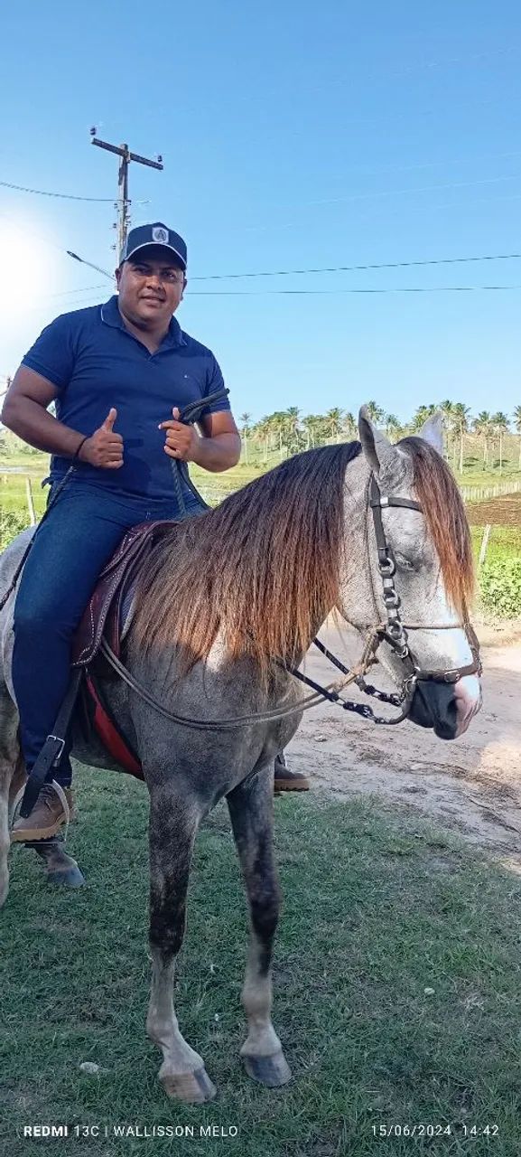 Cavalo segunda muda andando muito marcha de picado - Foto 2