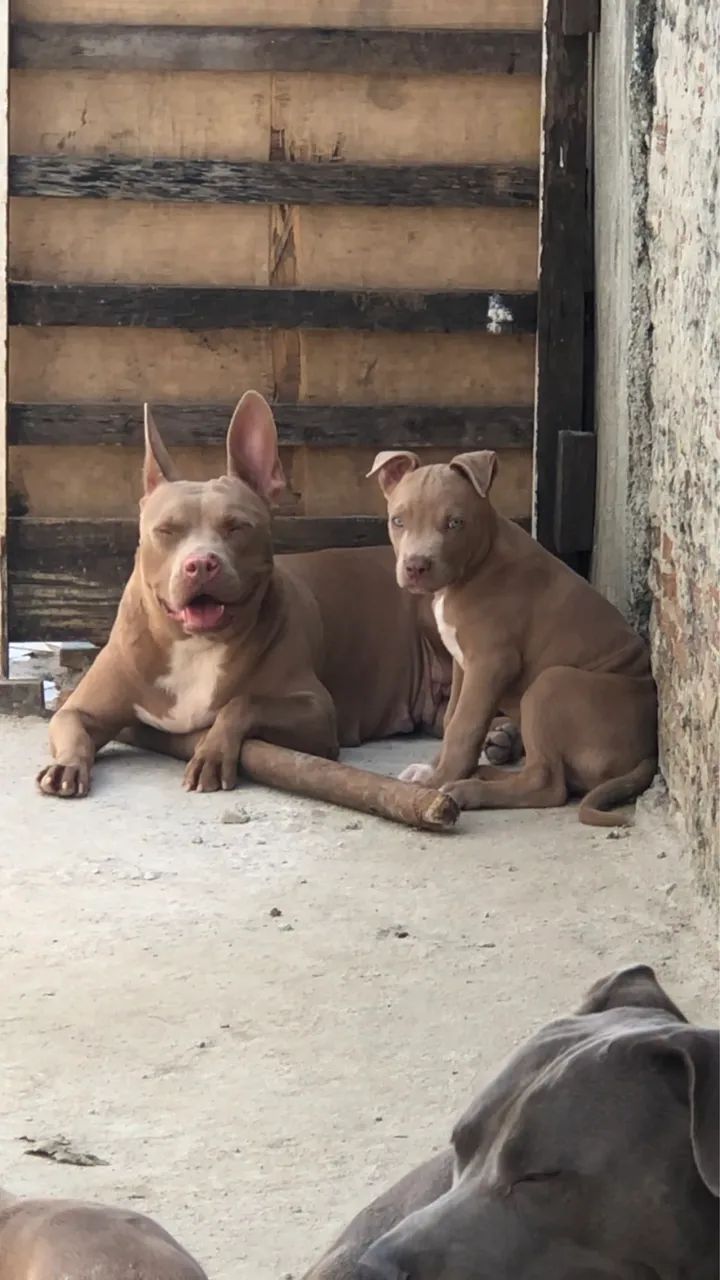 Pitbull PITMONSTER  - Foto 4