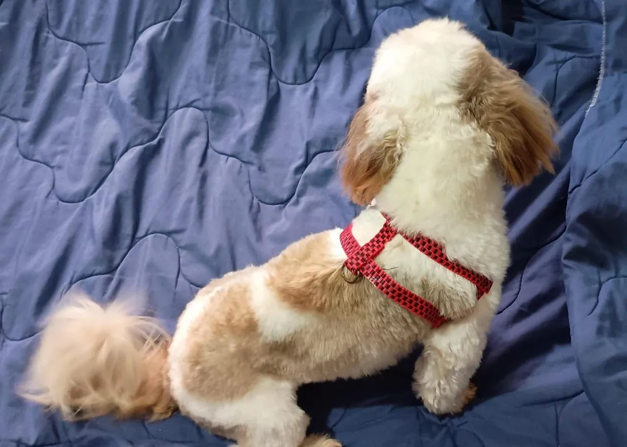 Shih Tzu macho  - Foto 2