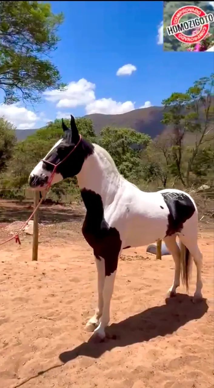 Cavalo pampa de preto Homozigoto - Foto 3