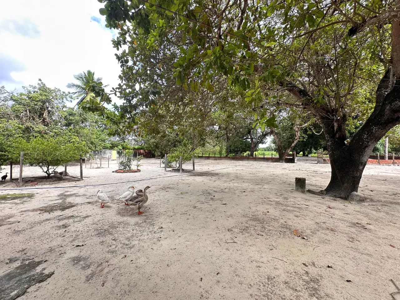 -  Sítio Cascavel: 8.872 m²  Murado  Acesso Fácil! - Foto 3