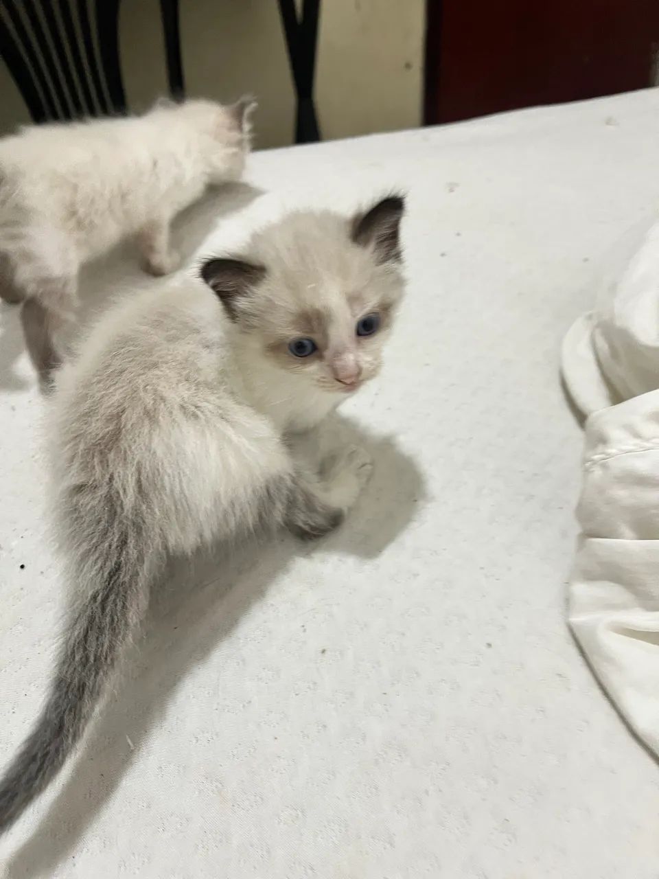 Gatos, Vó PERSA 