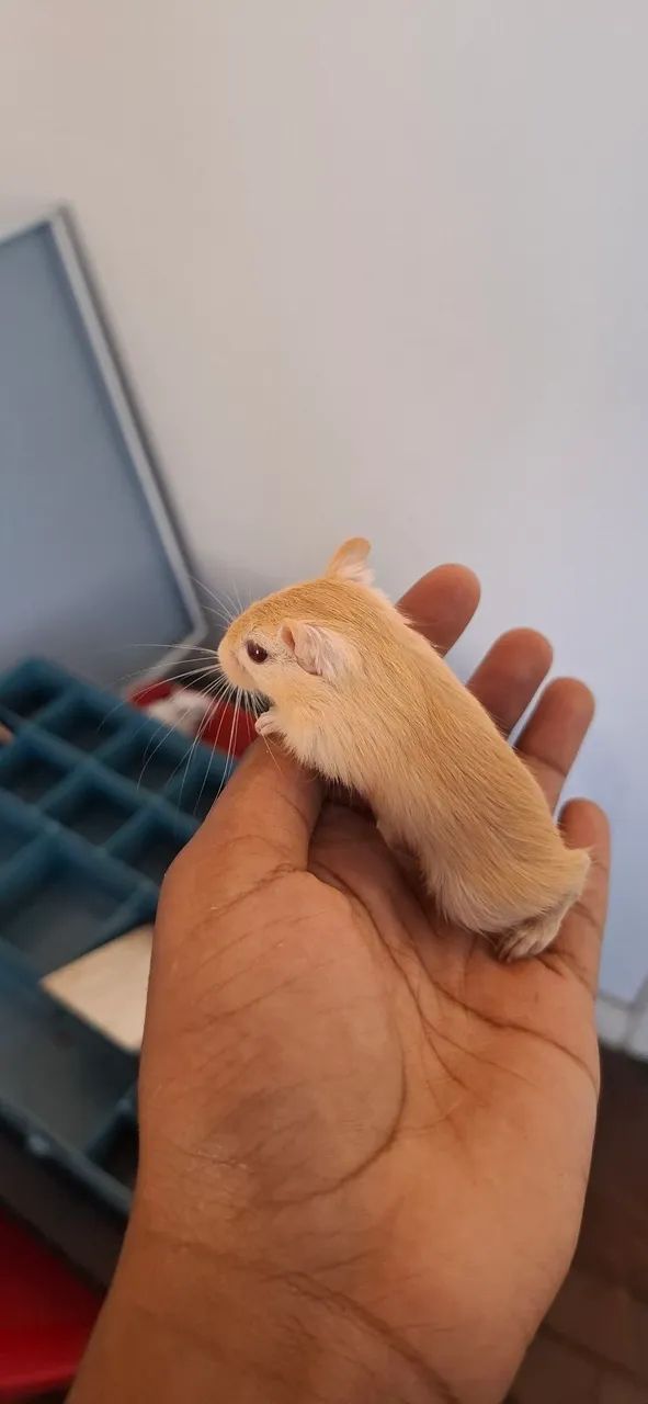 Gerbil (esquilo da mangolia) - Foto 4