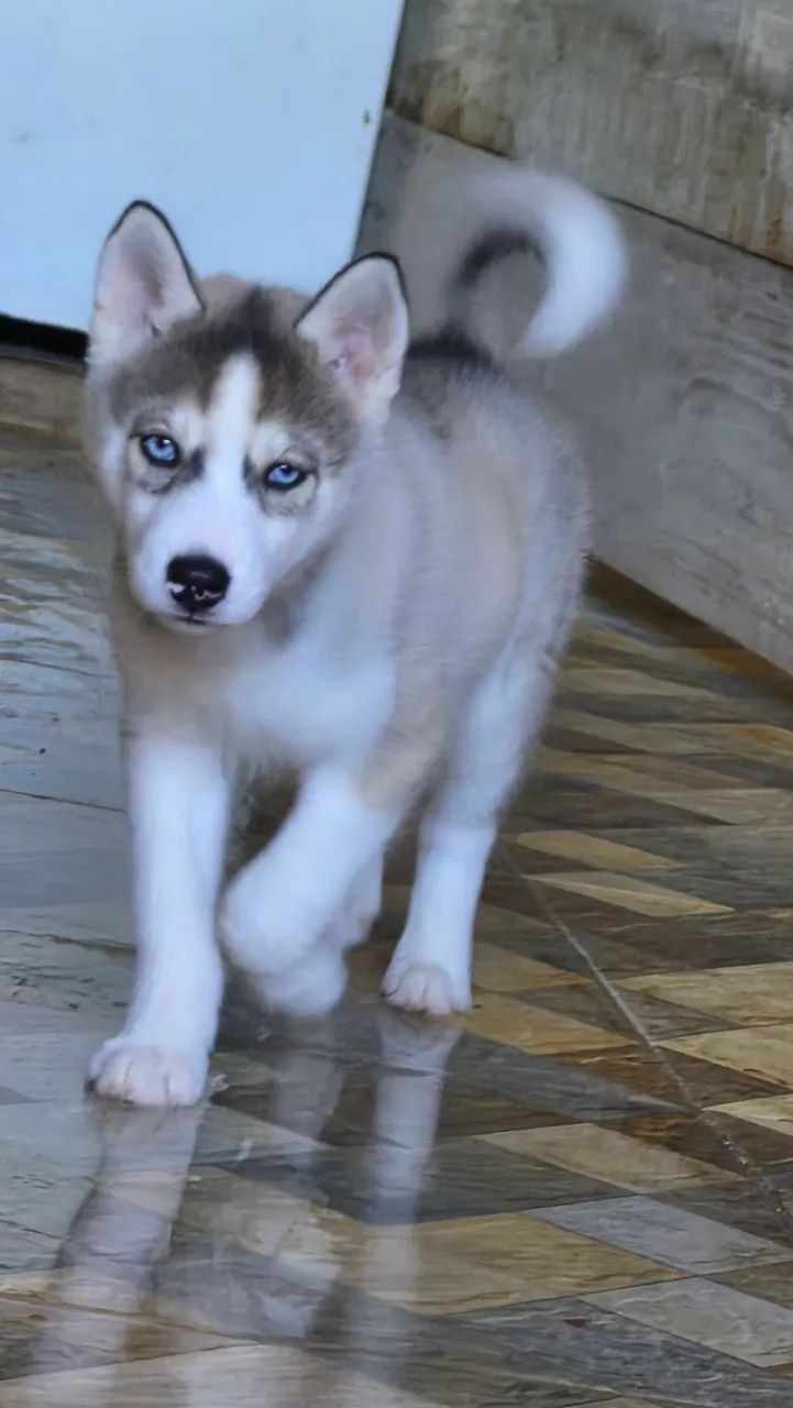 Husky Siberiano  - Foto 4