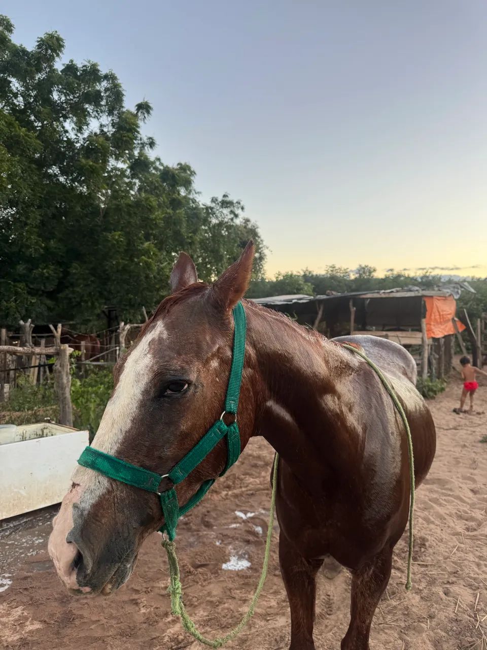 Égua quarto de milha  - Foto 3