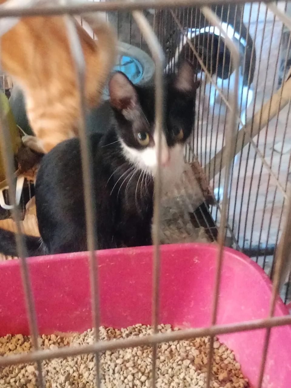 Doaçao de dois filhotes de gatos - Foto 2