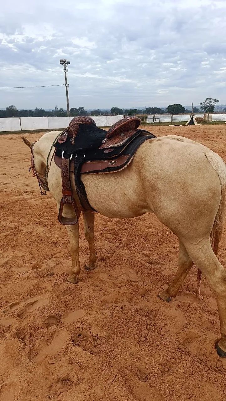 Potra QM laço comprido 