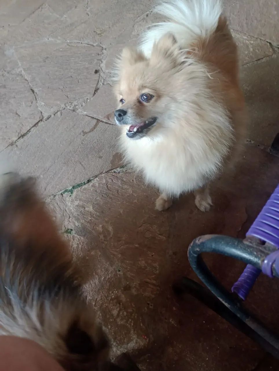 Vende-se filhotes de Lulu.da Pomerânia - Foto 3