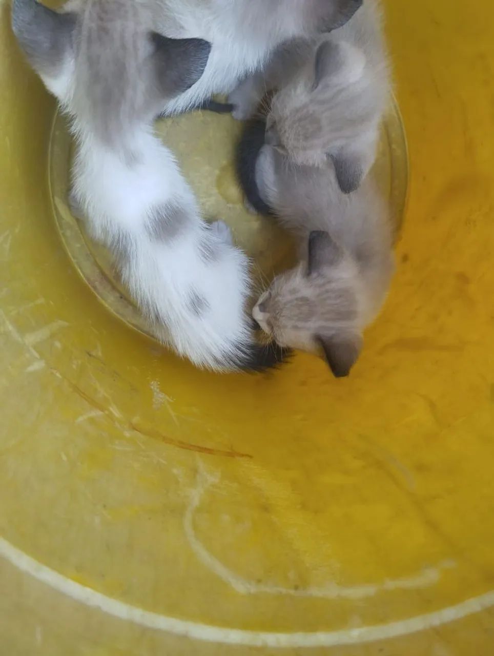 Gatos pra doação  - Foto 3