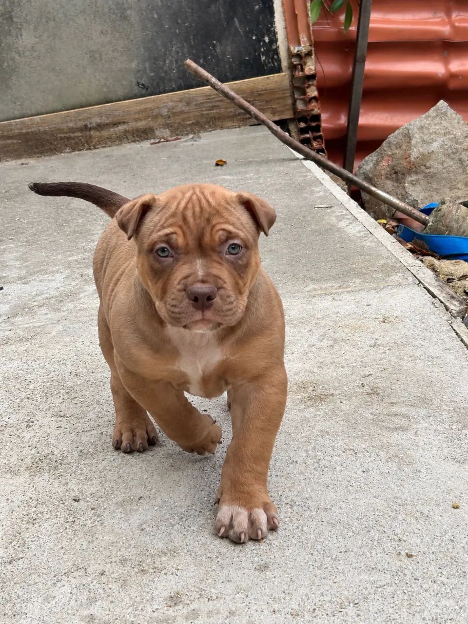 American Bully 