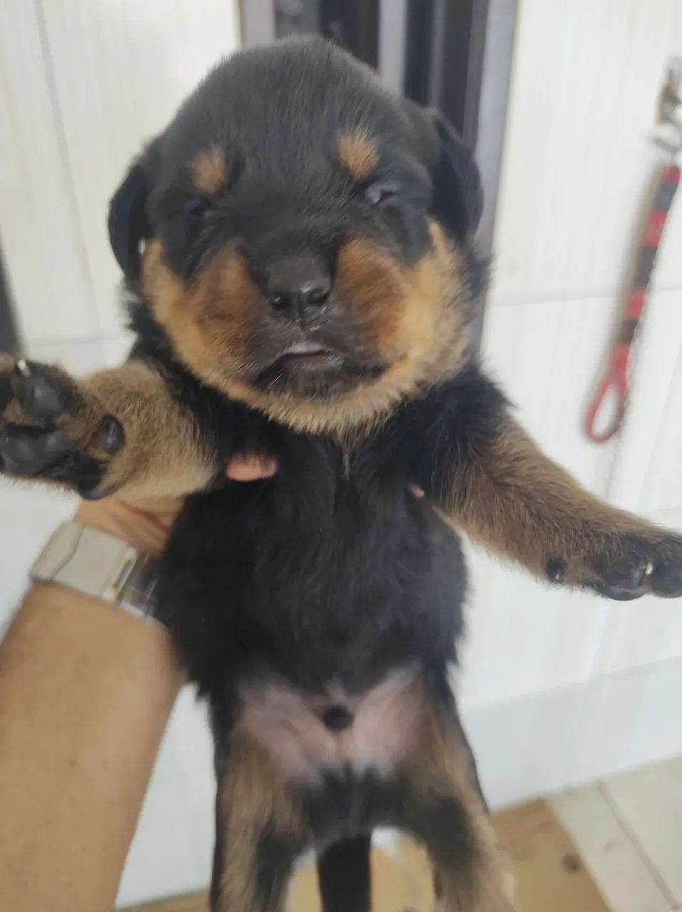 Rottweilers Alemães  - Foto 5