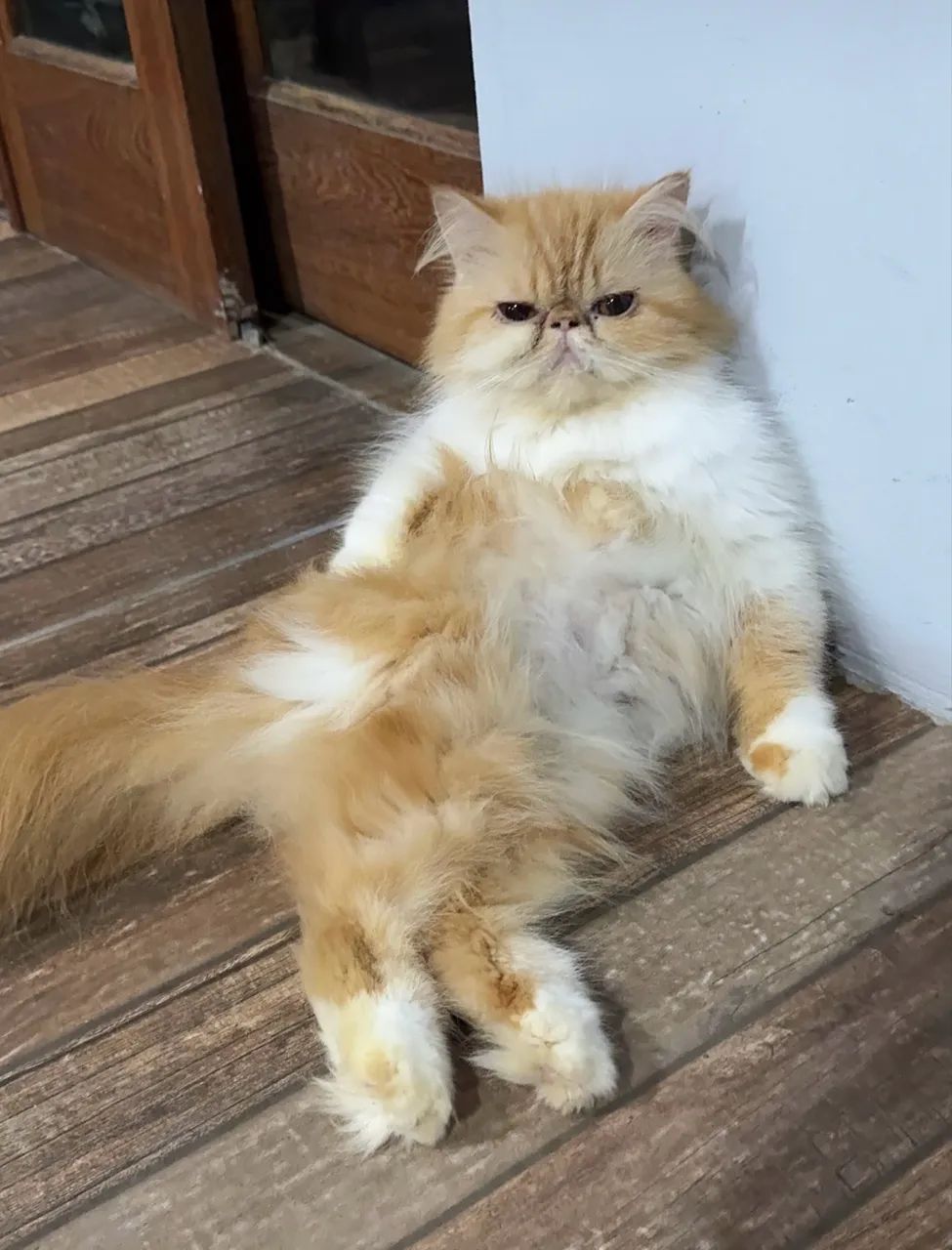 Gata persa pura  - Foto 2