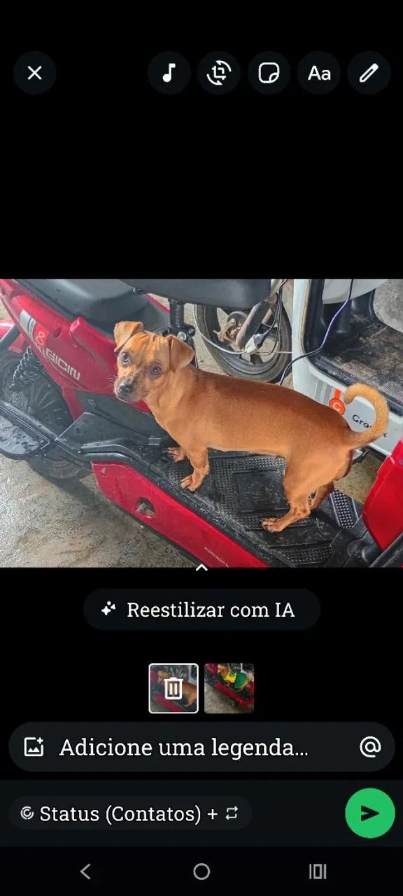 Cachorrinha no cio  - Foto 5