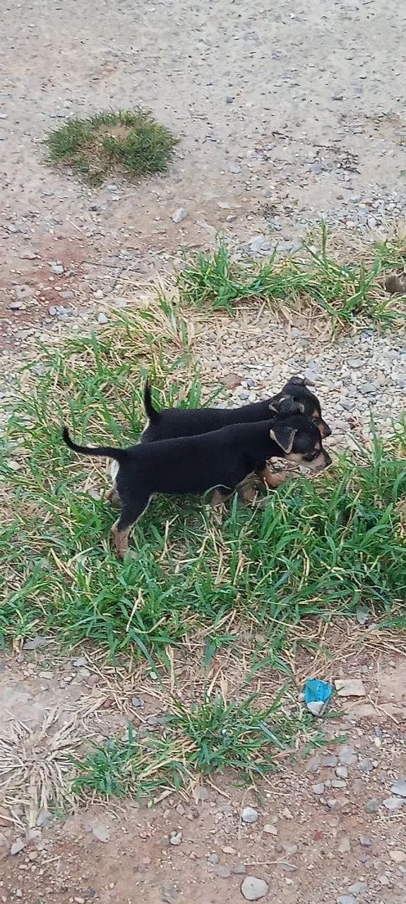 Pinscher  - Foto 3