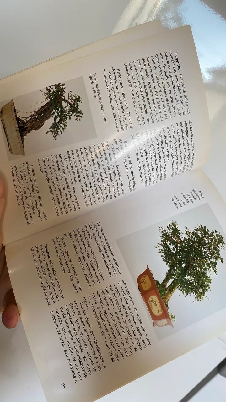 Bonsai de interior coleção  - Foto 3