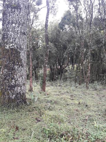 Chácara mandirituba - Foto 10