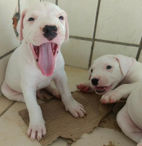 Dogo Argentino - Foto 6
