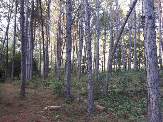 Floresta de Pinus Elliotti para Resina (arrendamento) ou venda das árvores - Foto 5