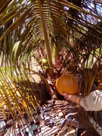 Oportunidade: Sítio na Linha Verde (Cidade do Conde) Próximo a Rios - Foto 7