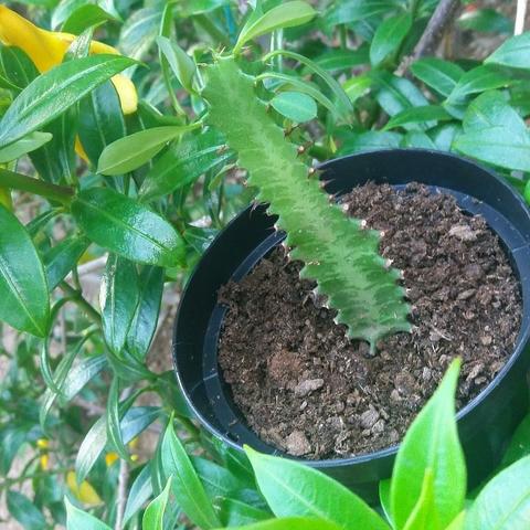 Cactos - Foto 2