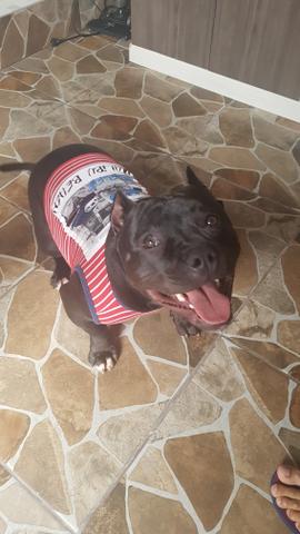 Fêmea de American Bully Black - Foto 5