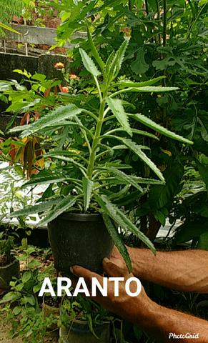 Vendo plantas ornamentais e medicinais - Foto 4