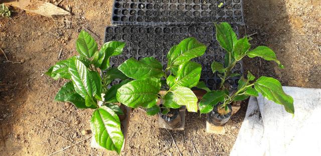 Mudas de Maracuja comercial feita na sacola com terra, mudas sadias, com 20 cm de altura - Foto 3