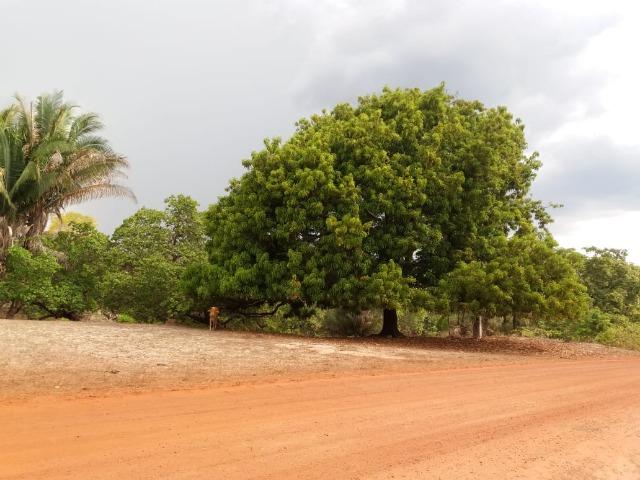 Vendo terreno de 13 hectares a 100Km de Parnaiba-PI - Foto 3