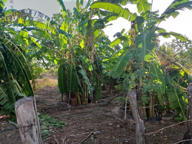 Vende-se uma fazenda - Foto 9