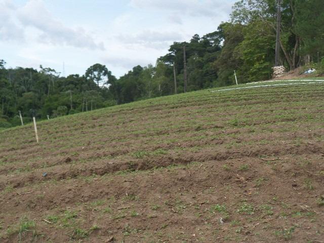 154 - Área de terra em Providência - Foto 20