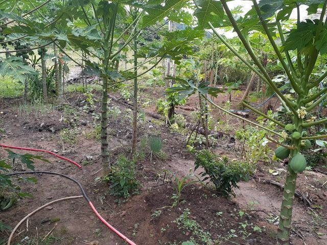Sitio a venda em Andana-Guarapari ES com 2 - Foto 10