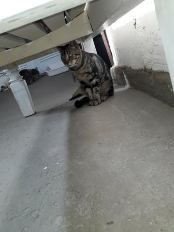 Doando um gatinho - Foto 4
