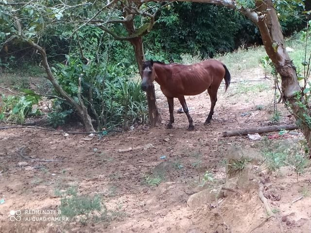 Vendo Fazenda em Rio da Prata - Distrito de Guarapari - Foto 11